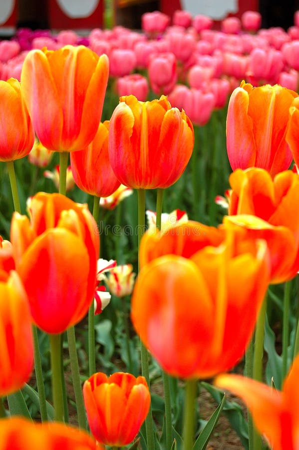 Oranje bloemen stock foto