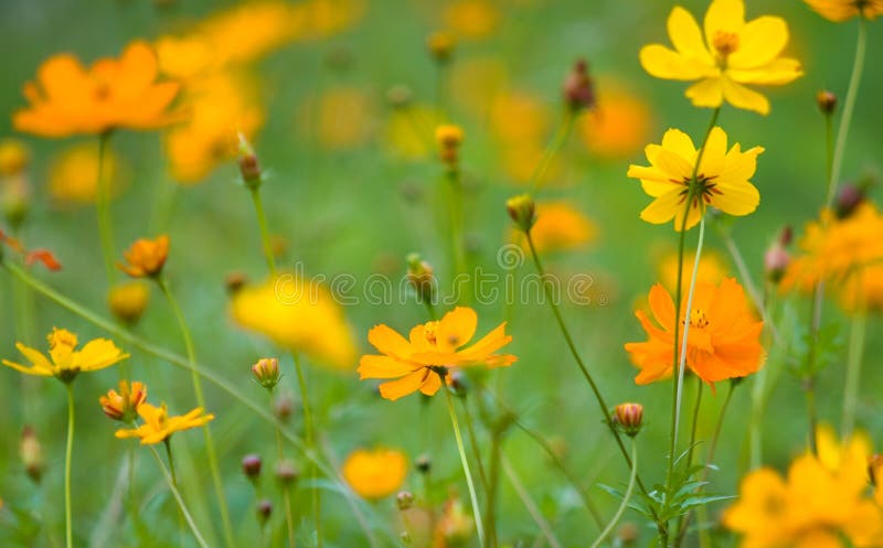 Oranje bloemen stock foto's