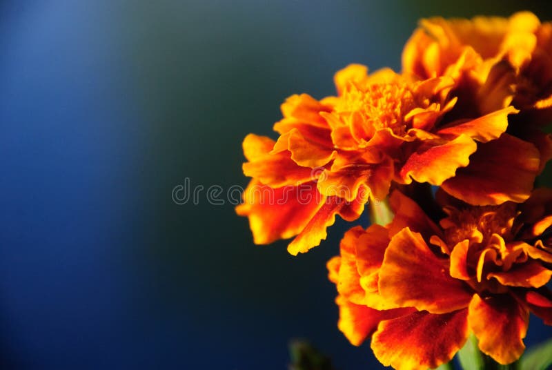 Oranje Bloemen royalty-vrije stock fotografie