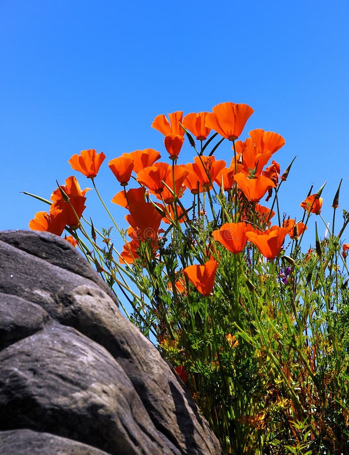 Oranje Bloemen stock foto's