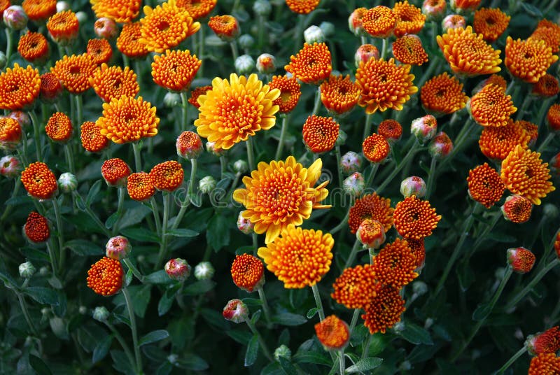 Oranje bloemen royalty-vrije stock foto's