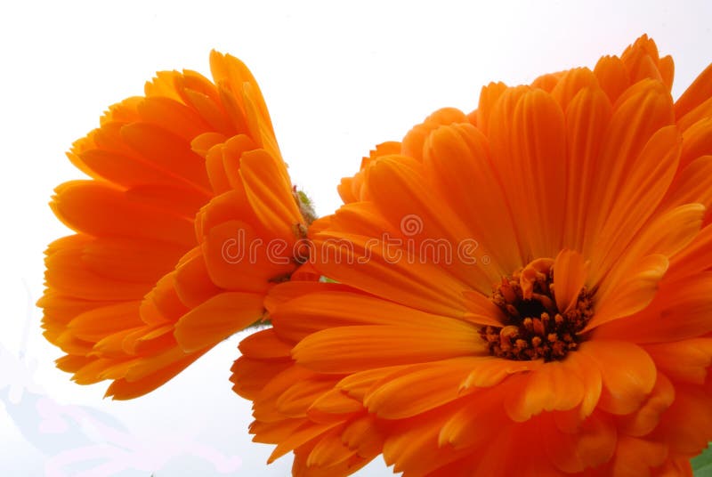 Oranje bloemen royalty-vrije stock afbeelding