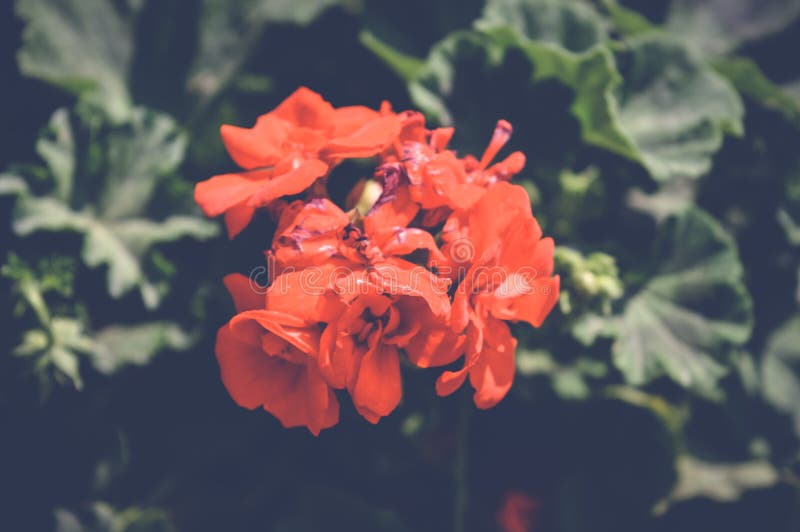 Oranje bloemen royalty-vrije stock afbeeldingen
