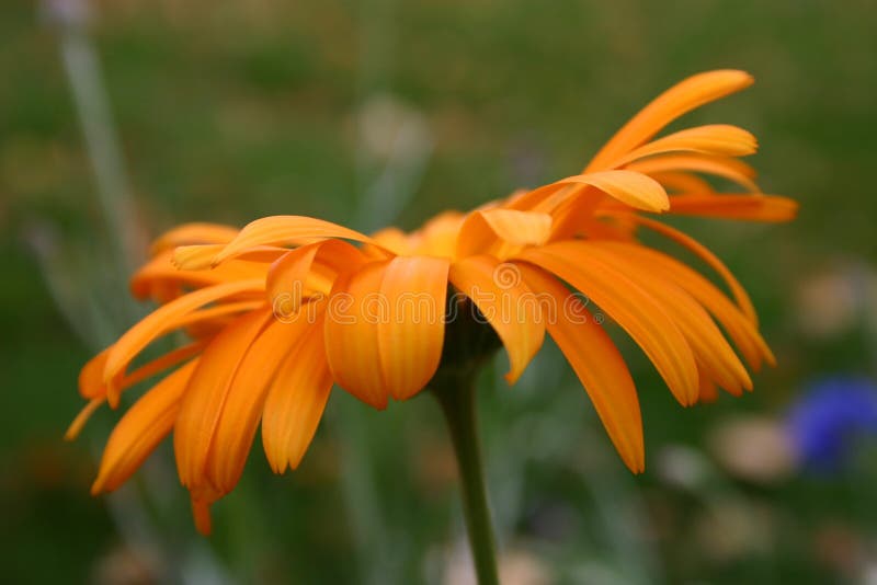 Oranje bloemen royalty-vrije stock afbeelding