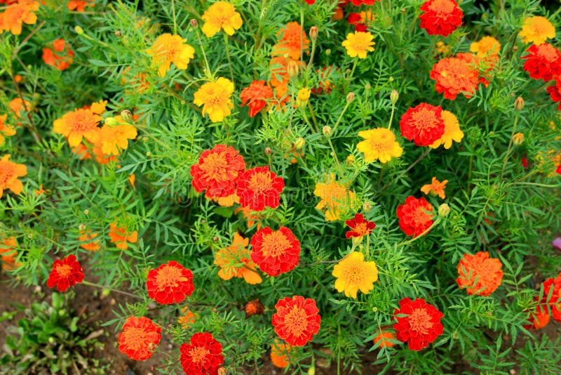 Oranje bloemen in de tuin stock fotografie