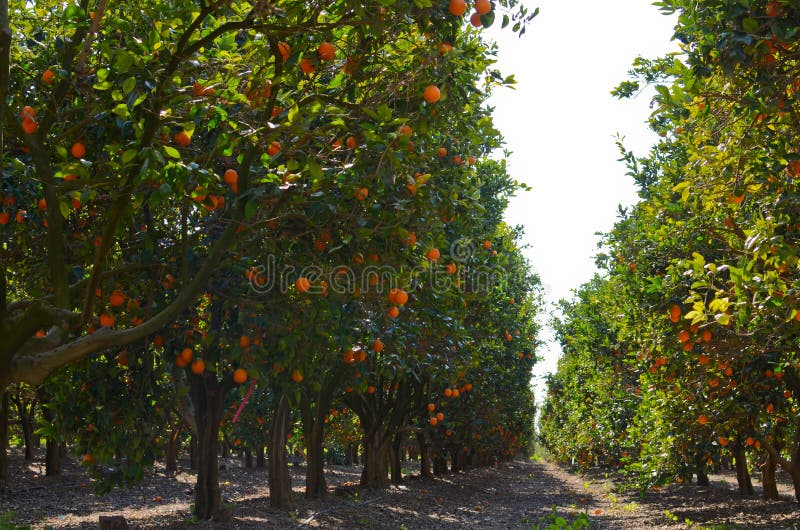 Picture from inside an orange orchard. Picture from inside an orange orchard