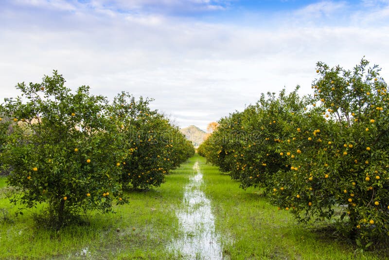 Orange Orchard in Antalya, Turkey. Orange Orchard in Antalya, Turkey