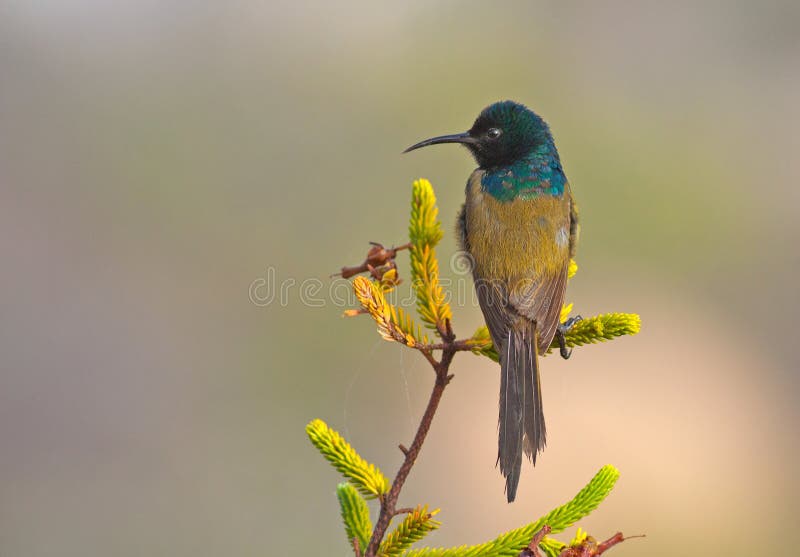 Oranje-Breasted Sunbird royalty-vrije stock afbeelding Oranje-Breasted Sunbird royalty-vrije stock afbeelding