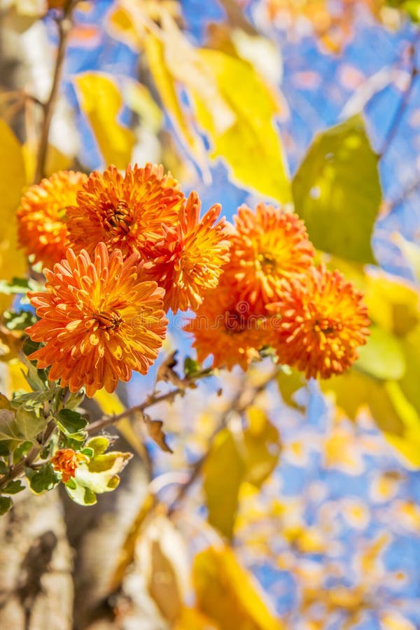 Oranje chrysanten in de herfstdag royalty-vrije stock foto Oranje chrysanten in de herfstdag royalty-vrije stock foto