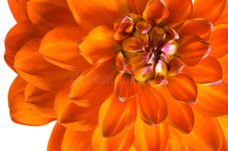 Oranje dahliaclose-up Een mooie brandbloem royalty-vrije stock foto's Oranje dahliaclose-up Een mooie brandbloem royalty-vrije stock foto's