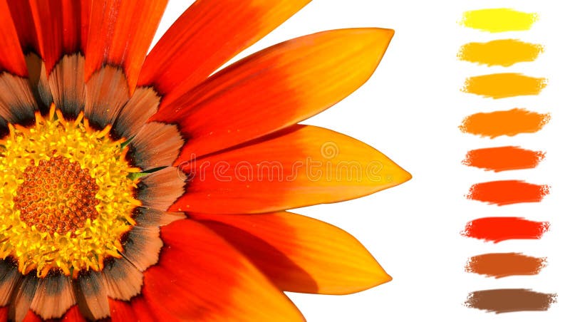 Oranje De Kleurenpalet Van De Schatbloem Stock Afbeelding - of sluit, verf:
