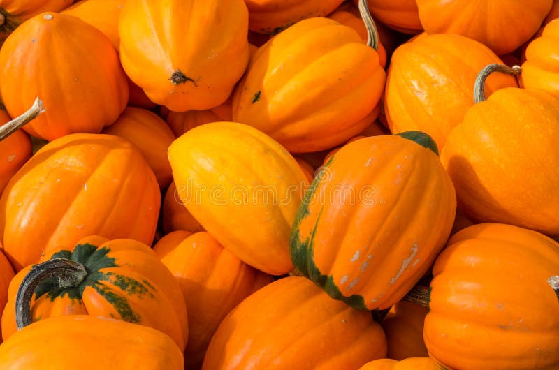 Oranje Eikelpompoen Bij Markt Stock Foto Afbeelding Bestaande Uit Voedsel Plantaardig 34174526