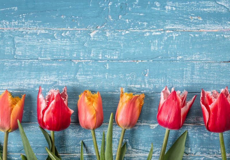 Oranje en rode tulpen op blauwe houten achtergrond royalty-vrije stock fotografie Oranje en rode tulpen op blauwe houten achtergrond royalty-vrije stock fotografie