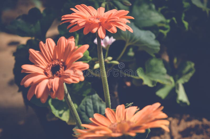 Oranje gerberabloemen royalty-vrije stock afbeeldingen