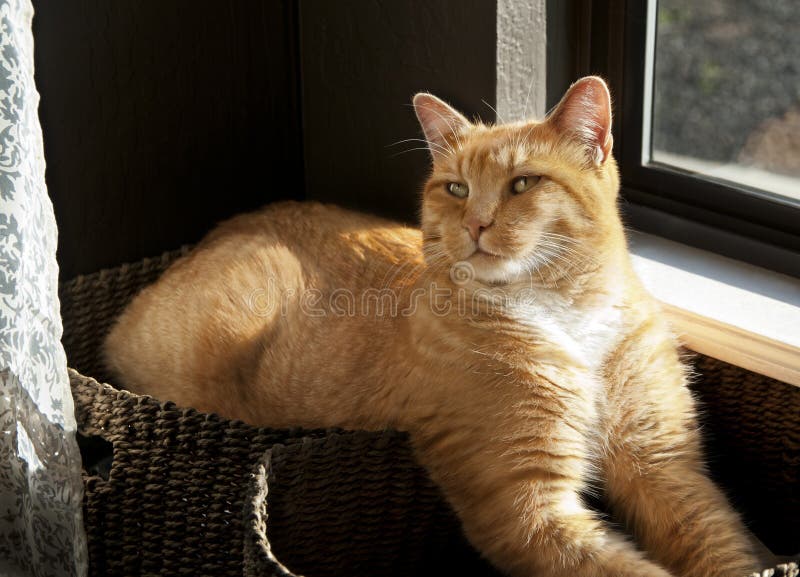 Beautiful orange tabby cat laying on window sill in 2 baskets. Beautiful orange tabby cat laying on window sill in 2 baskets