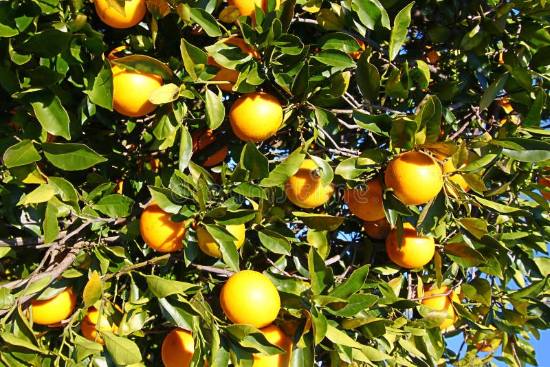 Oranje het Bosjeachtergrond van Florida royalty-vrije stock fotografie Oranje het Bosjeachtergrond van Florida royalty-vrije stock fotografie