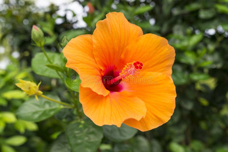 Oranje Hibiscus stock foto Oranje Hibiscus stock foto