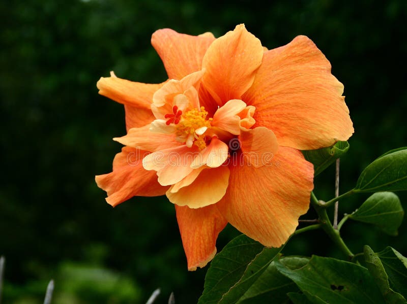 Oranje hibiscus