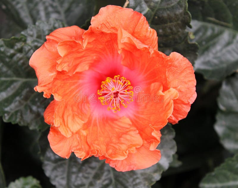 Oranje Hibiscus stock afbeeldingen Oranje Hibiscus stock afbeeldingen