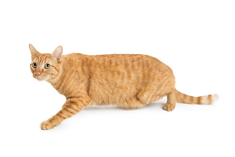 Oranje Kat bij het Witte Lopen royalty-vrije stock foto's