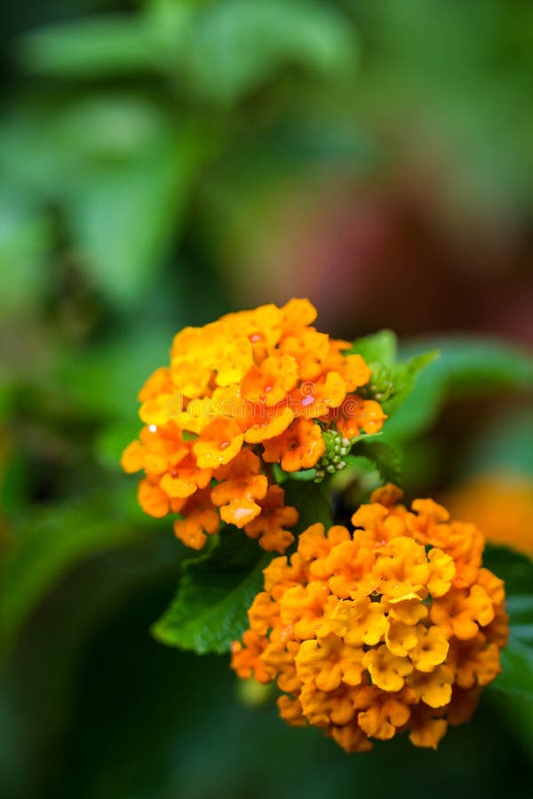 Oranje lantanabloem op aardachtergrond stock afbeeldingen Oranje lantanabloem op aardachtergrond stock afbeeldingen
