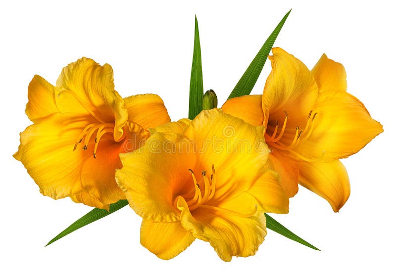 Oranje Lilly-bloem op wit stock fotografie Oranje Lilly-bloem op wit stock fotografie