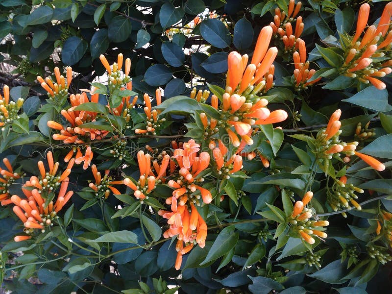 Oranje mooie bloemen met velen stock foto's Oranje mooie bloemen met velen stock foto's