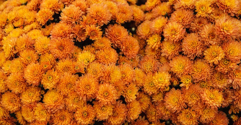 Achtergrond Oranje Bloemen Oogstchrysanten royalty-vrije stock foto