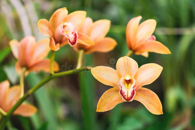 Oranje Orchideebloem in tropische bosaard stock afbeelding Oranje Orchideebloem in tropische bosaard stock afbeelding