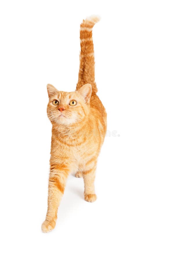 Oranje Tabby Kat loopt stock afbeelding