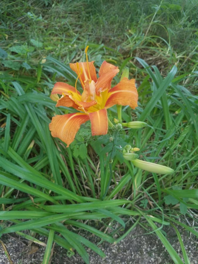 Oranje Tijger Lilly stock fotografie Oranje Tijger Lilly stock fotografie