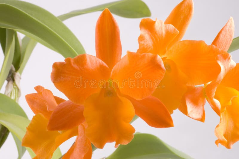 Oranje tropische bloem stock fotografie Oranje tropische bloem stock fotografie