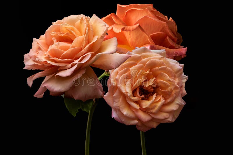 Oranje van de de rozenlente bloemenclose-up en zomer. Stilleven