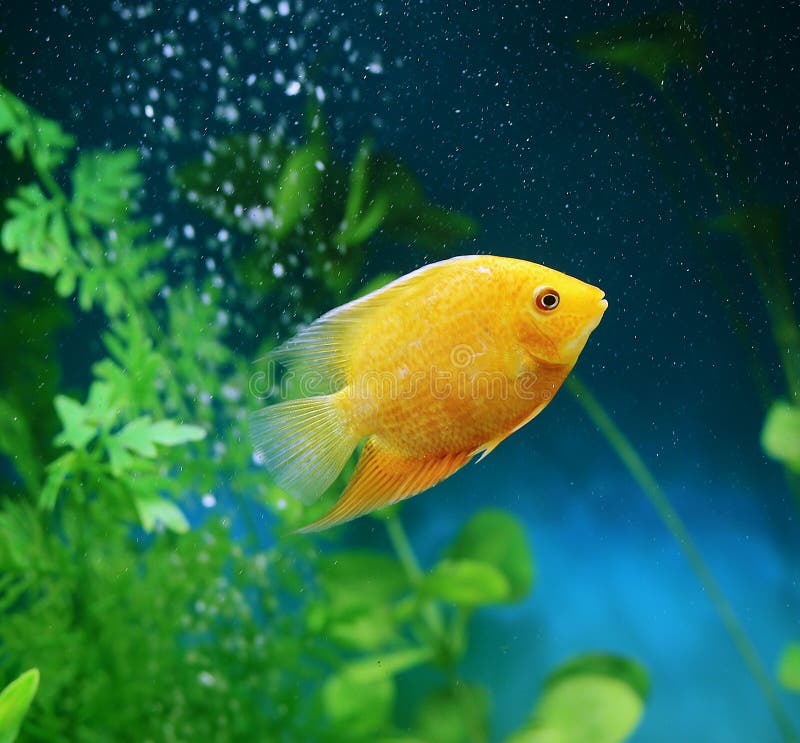 Oranje vissen onder de bellen in het aquarium Cichlasomaseverum, cichlid stock fotografie Oranje vissen onder de bellen in het aquarium Cichlasomaseverum, cichlid stock fotografie