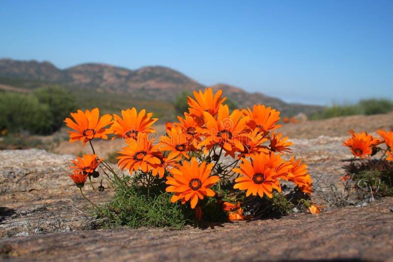 Oranje wilde bloemen stock afbeeldingen Oranje wilde bloemen stock afbeeldingen