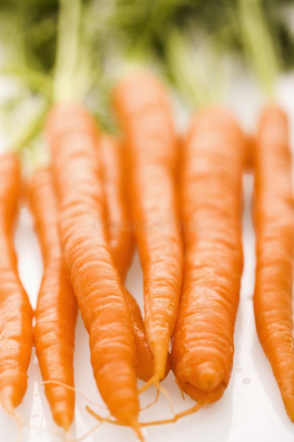 Bunch of orange carrots with green tops on white background. Bunch of orange carrots with green tops on white background.