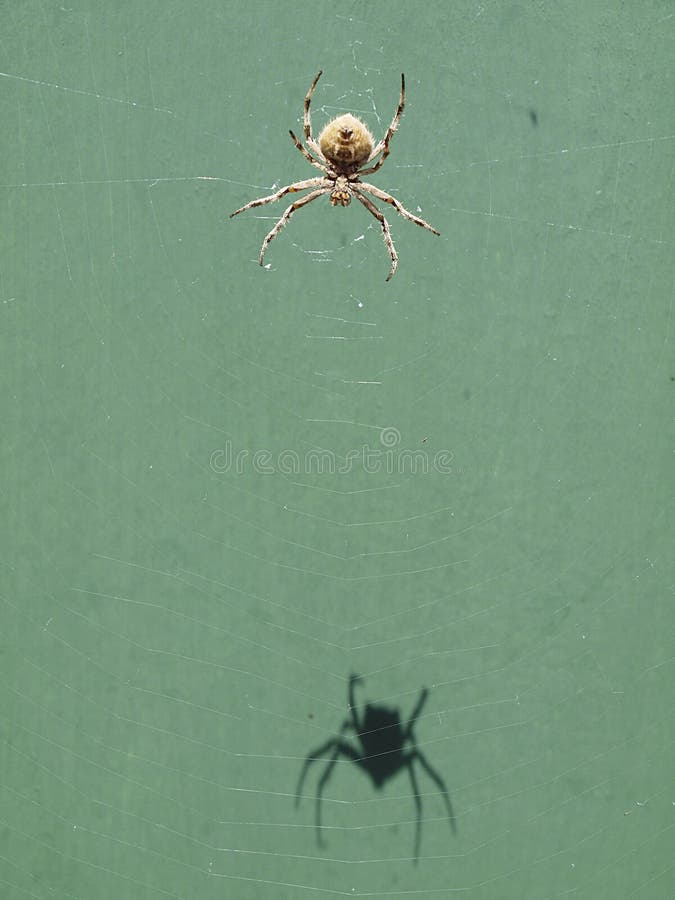 Orb Spider stock photos