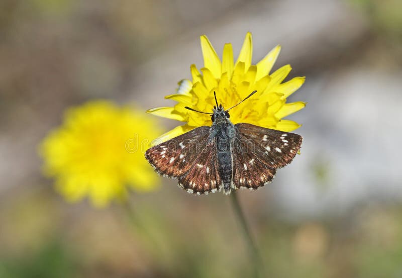 Orbed röd underwing skeppare fotografering för bildbyråer Orbed röd underwing skeppare fotografering för bildbyråer