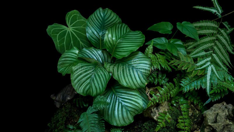 Orbifolia, папоротники и филодендроны Calathea тропическое rainfor стоковое фото Orbifolia, папоротники и филодендроны Calathea тропическое rainfor стоковое фото