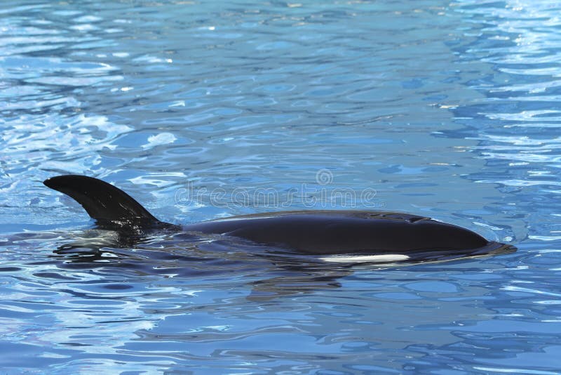 orca dell'orca in mare immagine stock orca dell'orca in mare immagine stock