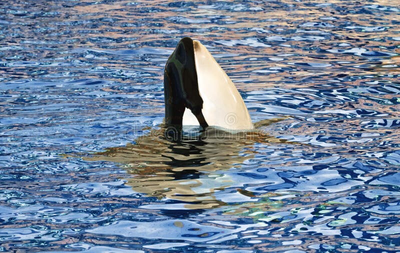 Orca with its head out of the water or killer Whale, one showing black and white colouring, mouth and eye, Loro Park Tenerife. Orca with its head out of the water or killer Whale, one showing black and white colouring, mouth and eye, Loro Park Tenerife