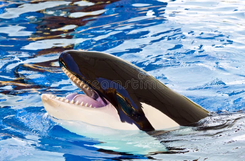 Orca or killer whale with its head out of the water, showing black and white colouring, mouth, teeth, tongue and eye, Loro Park Tenerife. Orca or killer whale with its head out of the water, showing black and white colouring, mouth, teeth, tongue and eye, Loro Park Tenerife