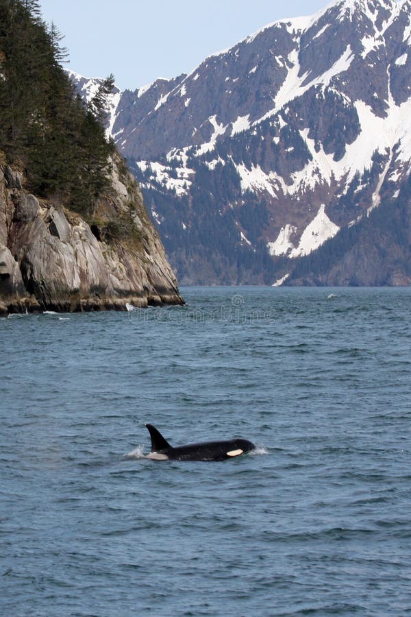 Orca and Mountains, II royalty free stock image
