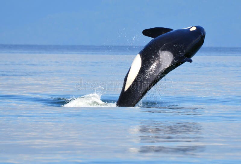 Orca near Vancouver, BC