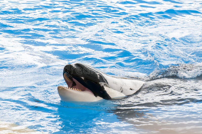 Orca swimming royalty free stock photos