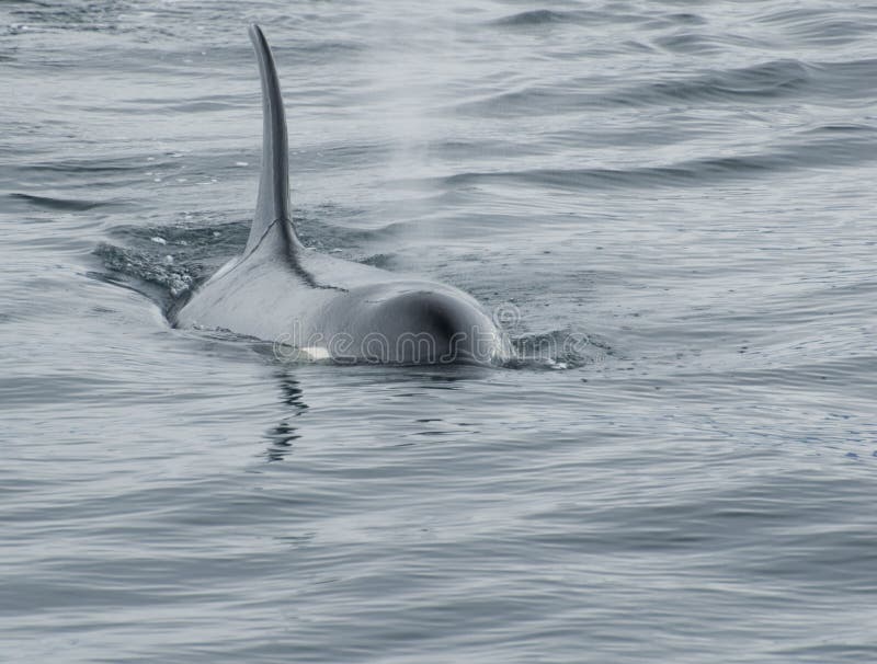 Orca Whale Breeching royalty free stock photography Orca Whale Breeching royalty free stock photography