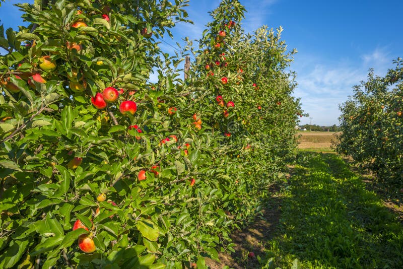 Orchard with apple trees in a field royalty free stock images Orchard with apple trees in a field royalty free stock images