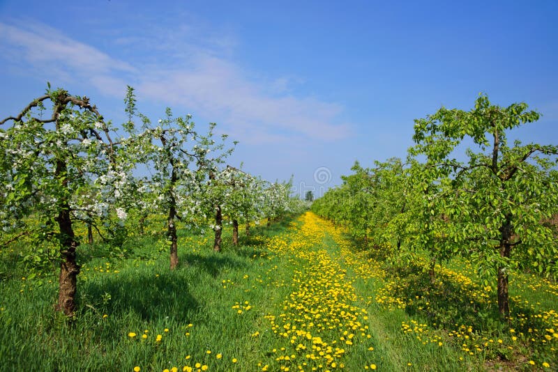 Orchard, blooming apple trees royalty free stock photos Orchard, blooming apple trees royalty free stock photos
