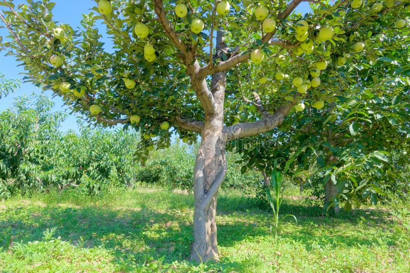 Orchard de poire images libres de droits Orchard de poire images libres de droits