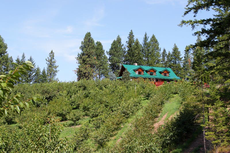 Cherry orchard ladder stock photo. Image of okanagan 10720698